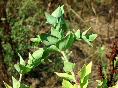 Kreuzblättrige Wolfsmilch (Euphorbia lathyris) in Hockenheim-Talhaus