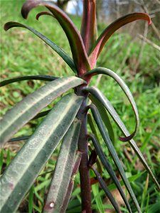 Kreuzblättrige Wolfsmilch (Euphorbia lathyris) im Hockenheimer Rheinbogen