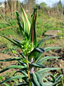 Kreuzblättrige Wolfsmilch (Euphorbia lathyris) in Hockenheim photo