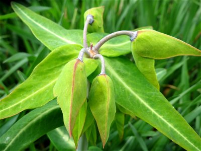 Kreuzblättrige Wolfsmilch (Euphorbia lathyris) in Hockenheim