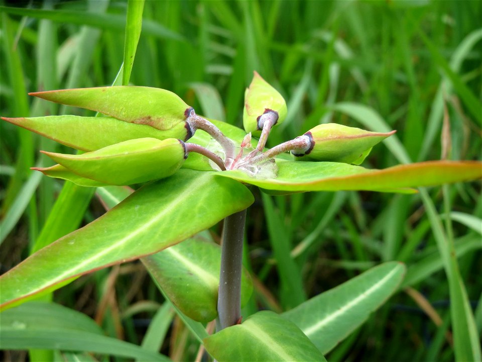 Kreuzblättrige Wolfsmilch (Euphorbia lathyris) in Hockenheim
