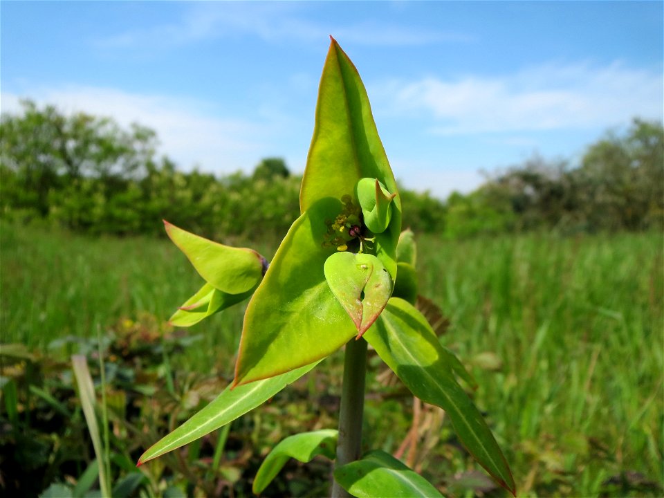 Kreuzblättrige Wolfsmilch (Euphorbia lathyris) in Hockenheim