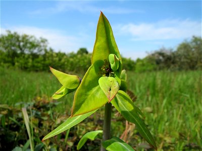 Kreuzblättrige Wolfsmilch (Euphorbia lathyris) in Hockenheim