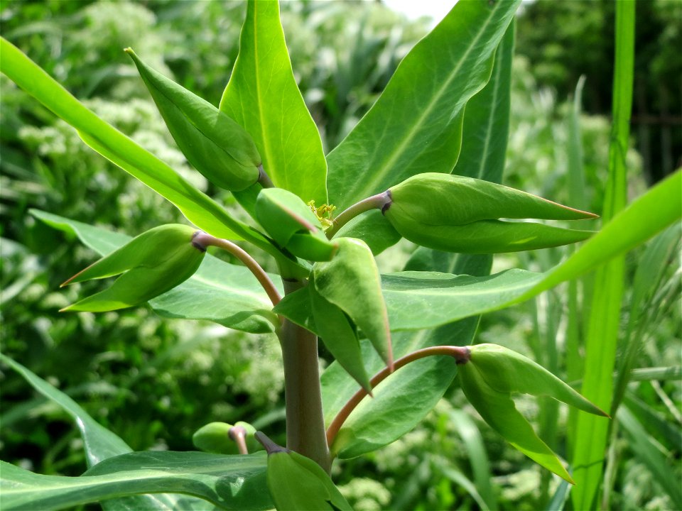Kreuzblättrige Wolfsmilch (Euphorbia lathyris) an der Sandgrube Lambsheim