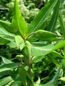 Kreuzblättrige Wolfsmilch (Euphorbia lathyris) an der Sandgrube Lambsheim