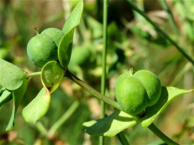 Kreuzblättrige Wolfsmilch (Euphorbia lathyris) bei Reilingen photo