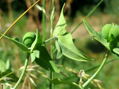Kreuzblättrige Wolfsmilch (Euphorbia lathyris) bei Reilingen