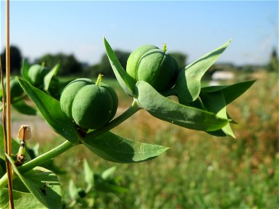 Kreuzblättrige Wolfsmilch (Euphorbia lathyris) in Hockenheim photo