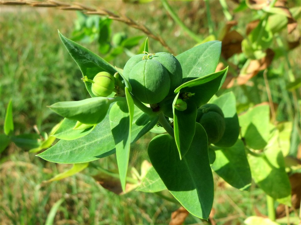Kreuzblättrige Wolfsmilch (Euphorbia lathyris) in Hockenheim