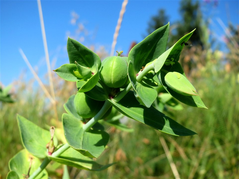 Kreuzblättrige Wolfsmilch (Euphorbia lathyris) in Hockenheim