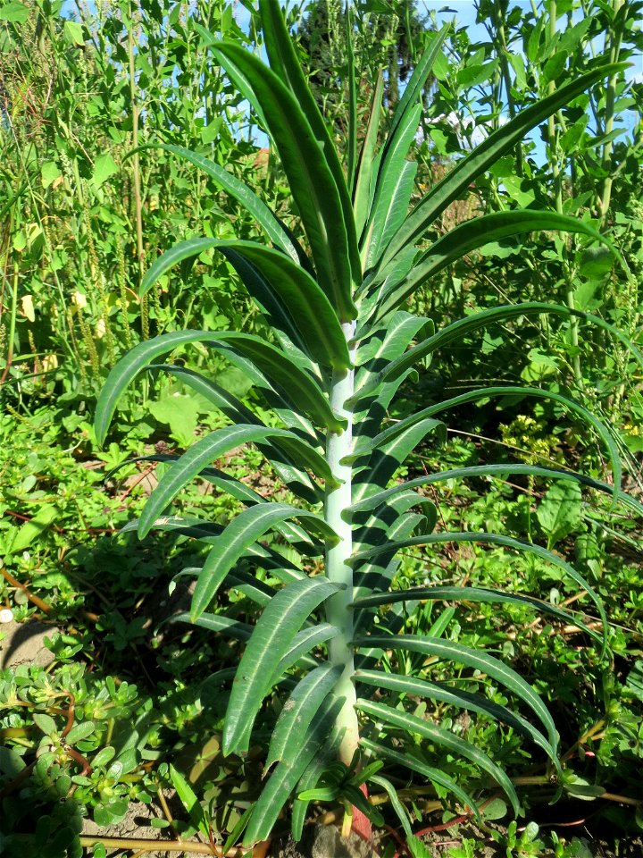 Kreuzblättrige Wolfsmilch (Euphorbia lathyris) in einem aufgelassenem Schrebergarten in Hockenheim. Nachdem die Schrebergärten am Kraichbach im Februar/März 2016 einplaniert wurden, hat sich zunächst 