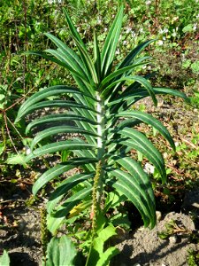 Kreuzblättrige Wolfsmilch (Euphorbia lathyris) in einem aufgelassenem Schrebergarten in Hockenheim. Nachdem die Schrebergärten am Kraichbach im Februar/März 2016 einplaniert wurden, hat sich zunächst 