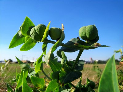 Kreuzblättrige Wolfsmilch (Euphorbia lathyris) in Hockenheim-Talhaus