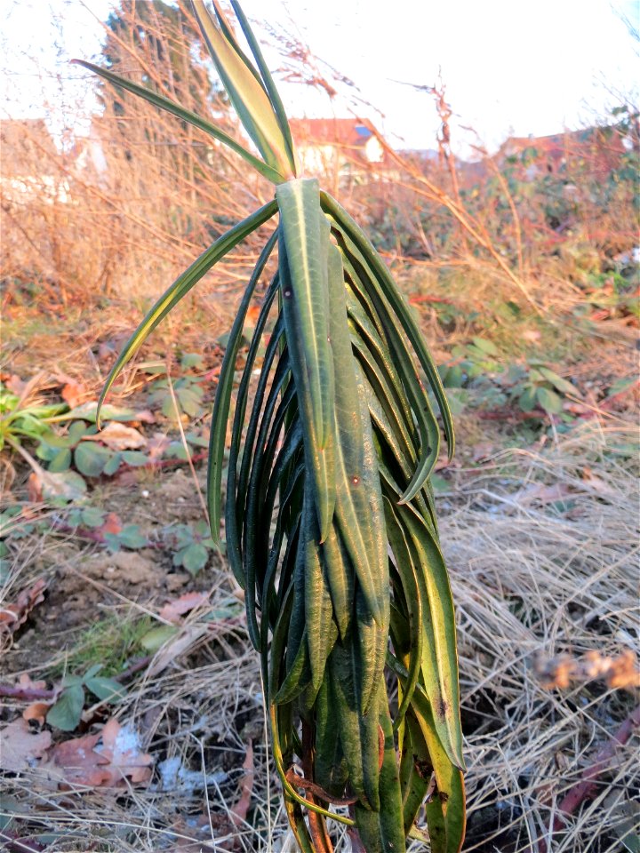 Kreuzblättrige Wolfsmilch (Euphorbia lathyris) in einem aufgelassenem Schrebergarten in Hockenheim. Nachdem die Schrebergärten am Kraichbach im Februar/März 2016 einplaniert wurden, hat sich zunächst 