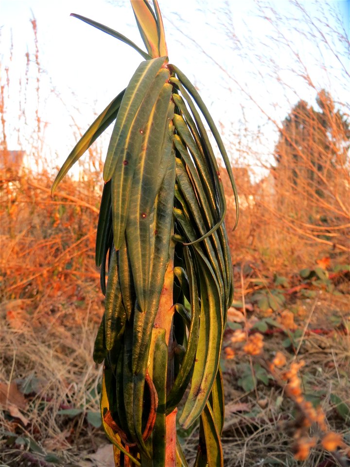 Kreuzblättrige Wolfsmilch (Euphorbia lathyris) in einem aufgelassenem Schrebergarten in Hockenheim. Nachdem die Schrebergärten am Kraichbach im Februar/März 2016 einplaniert wurden, hat sich zunächst 