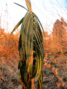 Kreuzblättrige Wolfsmilch (Euphorbia lathyris) in einem aufgelassenem Schrebergarten in Hockenheim. Nachdem die Schrebergärten am Kraichbach im Februar/März 2016 einplaniert wurden, hat sich zunächst 