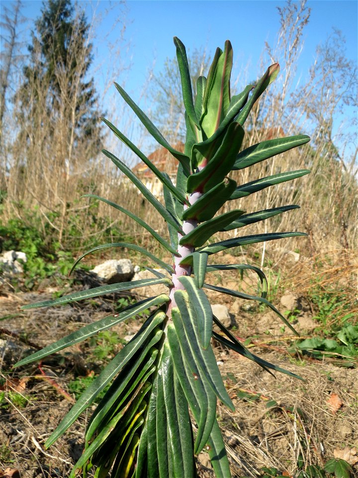 Kreuzblättrige Wolfsmilch (Euphorbia lathyris) in Hockenheim