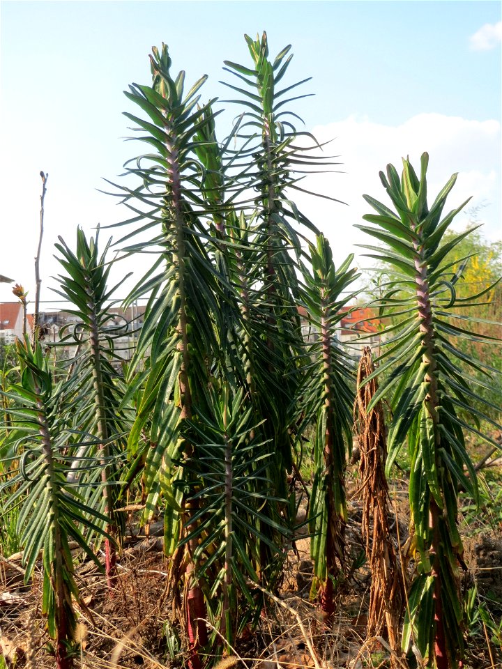 Kreuzblättrige Wolfsmilch (Euphorbia lathyris) in Hockenheim