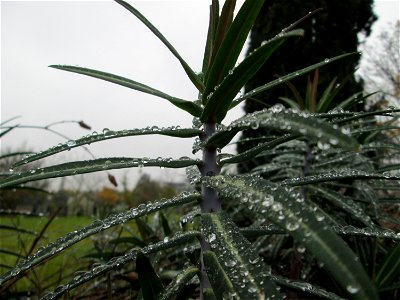 Kreuzblättrige Wolfsmilch (Euphorbia lathyris) in Hockenheim - eingeschleppt aus Asien
