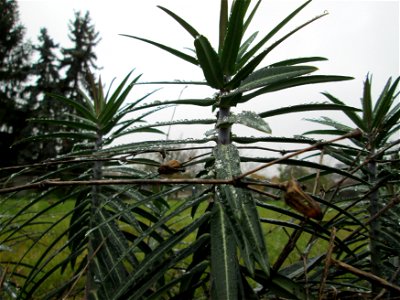 Kreuzblättrige Wolfsmilch (Euphorbia lathyris) in Hockenheim - eingeschleppt aus Asien