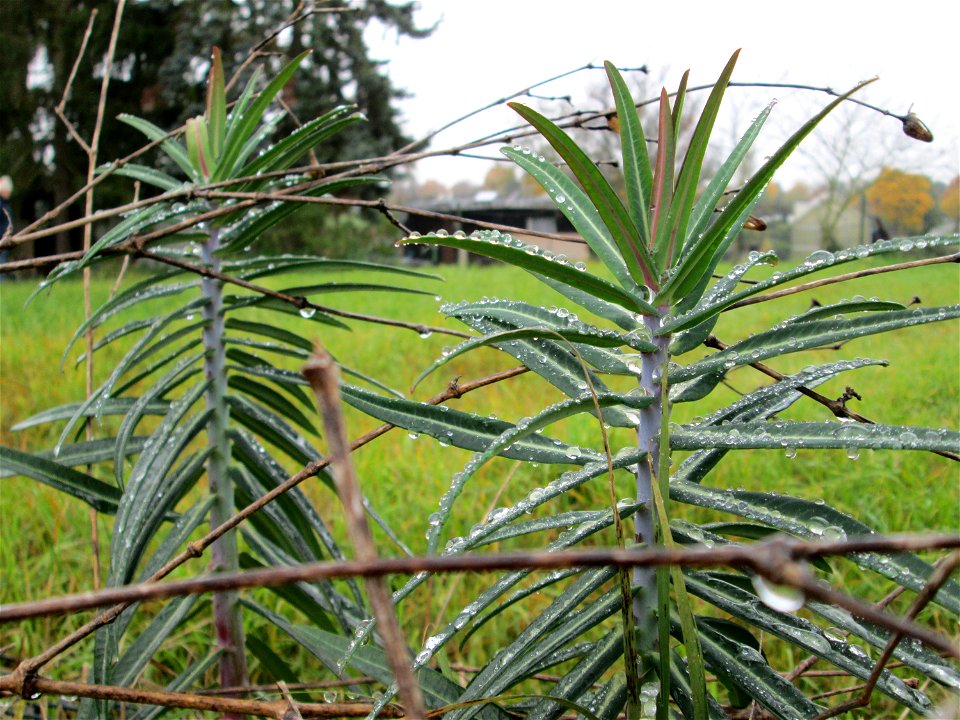 Kreuzblättrige Wolfsmilch (Euphorbia lathyris) in Hockenheim - eingeschleppt aus Asien