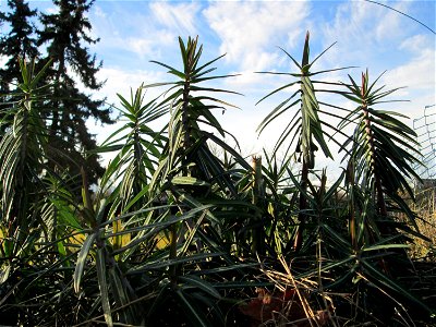 Kreuzblättrige Wolfsmilch (Euphorbia lathyris) in Hockenheim - eingeschleppt aus Asien