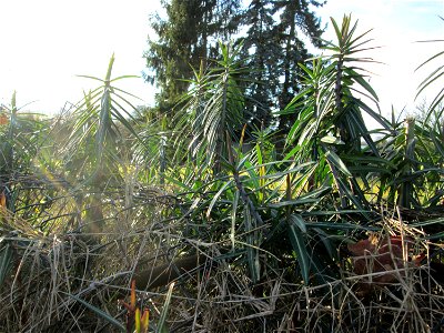 Kreuzblättrige Wolfsmilch (Euphorbia lathyris) in Hockenheim - eingeschleppt aus Asien