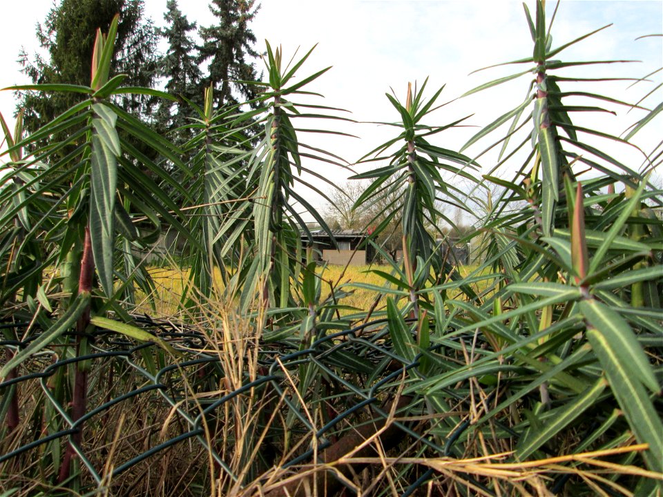 Ausgewilderte Kreuzblättrige Wolfsmilch (Euphorbia lathyris) in Hockenheim - eingeschleppt aus Asien