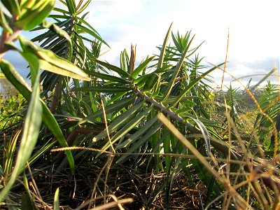 Kreuzblättrige Wolfsmilch (Euphorbia lathyris) in Hockenheim - eingeschleppt aus Asien