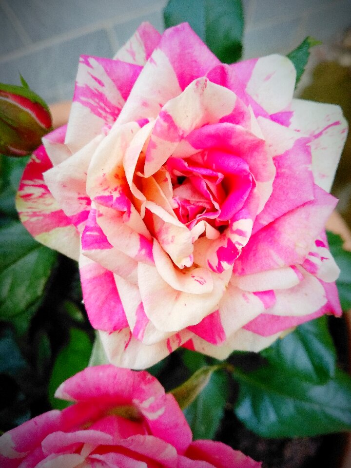 Plant petal romance