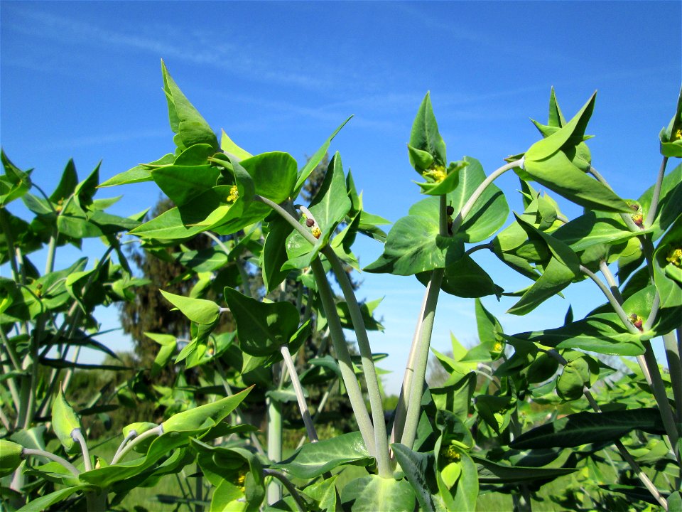 Ausgewilderte Kreuzblättrige Wolfsmilch (Euphorbia lathyris) in Hockenheim - eingeschleppt aus Asien