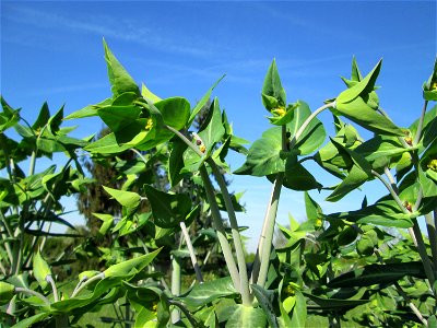 Ausgewilderte Kreuzblättrige Wolfsmilch (Euphorbia lathyris) in Hockenheim - eingeschleppt aus Asien