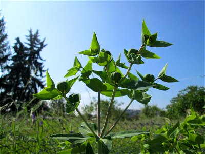 Ausgewilderte Kreuzblättrige Wolfsmilch (Euphorbia lathyris) in Hockenheim - eingeschleppt aus Asien
