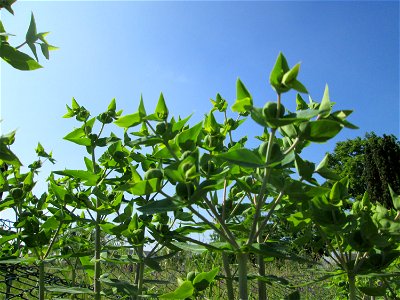 Ausgewilderte Kreuzblättrige Wolfsmilch (Euphorbia lathyris) in Hockenheim - eingeschleppt aus Asien