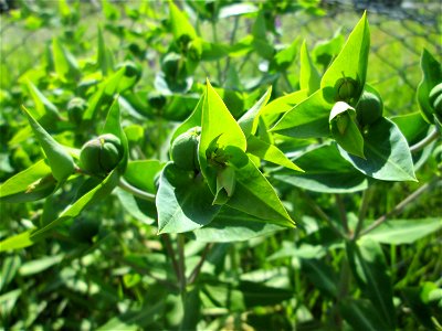 Ausgewilderte Kreuzblättrige Wolfsmilch (Euphorbia lathyris) in Hockenheim - eingeschleppt aus Asien
