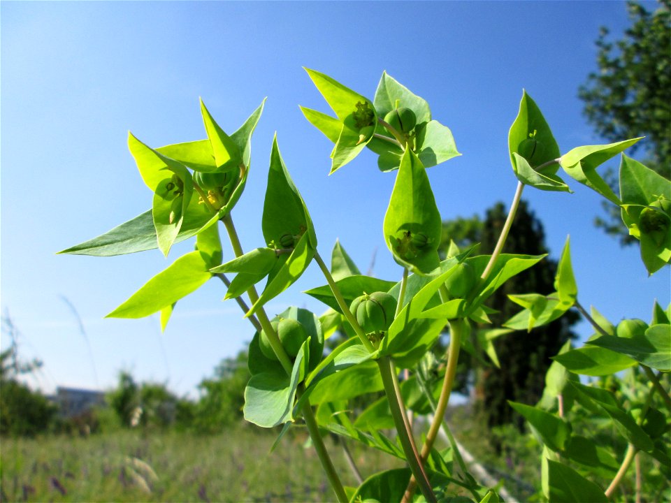 Ausgewilderte Kreuzblättrige Wolfsmilch (Euphorbia lathyris) in Hockenheim - eingeschleppt aus Asien