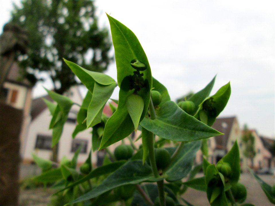 Kreuzblättrige Wolfsmilch (Euphorbia lathyris) in Reilingen - ursprünglich aus Asien