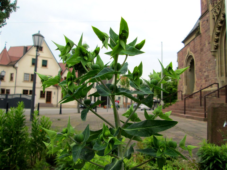 Kreuzblättrige Wolfsmilch (Euphorbia lathyris) in Reilingen - ursprünglich aus Asien