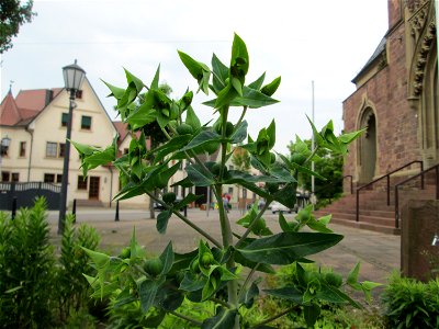 Kreuzblättrige Wolfsmilch (Euphorbia lathyris) in Reilingen - ursprünglich aus Asien