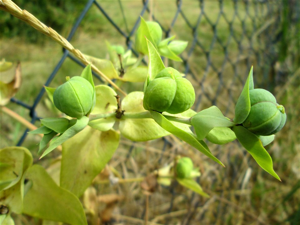 Kreuzblättrige Wolfsmilch (Euphorbia lathyris) in Hockenheim - eingeschleppt aus Asien