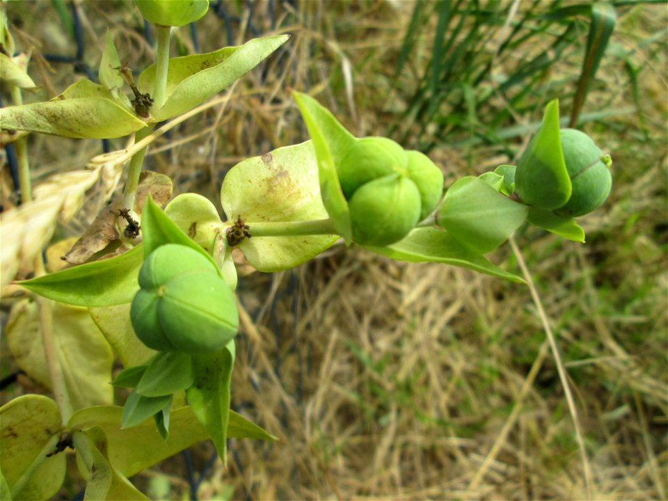 Kreuzblättrige Wolfsmilch (Euphorbia lathyris) in Hockenheim - eingeschleppt aus Asien