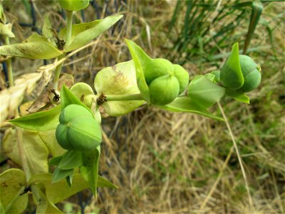 Kreuzblättrige Wolfsmilch (Euphorbia lathyris) in Hockenheim - eingeschleppt aus Asien photo