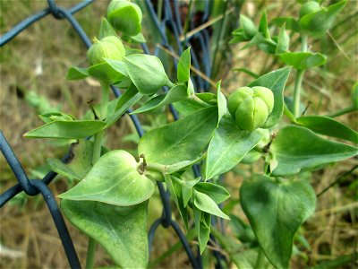 Kreuzblättrige Wolfsmilch (Euphorbia lathyris) in Hockenheim - eingeschleppt aus Asien