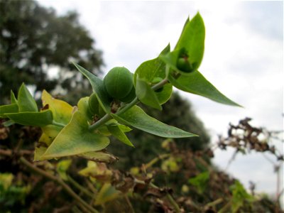 Kreuzblättrige Wolfsmilch (Euphorbia lathyris) - invasiv an einem Parkplatz in Waghäusel