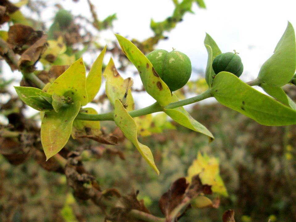 Kreuzblättrige Wolfsmilch (Euphorbia lathyris) - invasiv an einem Parkplatz in Waghäusel