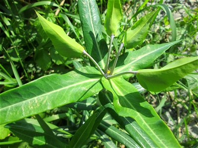 Kreuzblättrige Wolfsmilch (Euphorbia lathyris) im Landschaftsschutzgebiet „Hockenheimer Rheinbogen“ - ursprünglich aus Asien