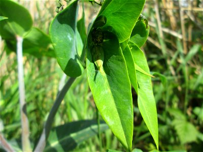 Kreuzblättrige Wolfsmilch (Euphorbia lathyris) im Landschaftsschutzgebiet „Hockenheimer Rheinbogen“ - ursprünglich aus Asien