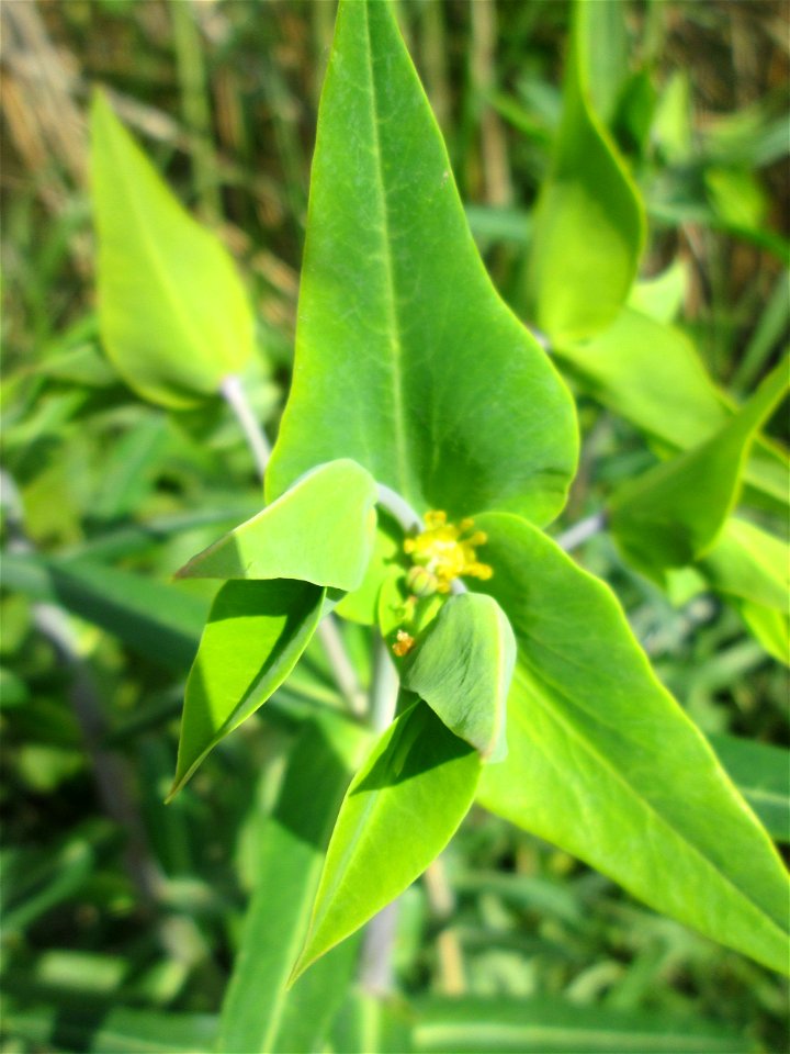 Kreuzblättrige Wolfsmilch (Euphorbia lathyris) im Landschaftsschutzgebiet „Hockenheimer Rheinbogen“ - ursprünglich aus Asien