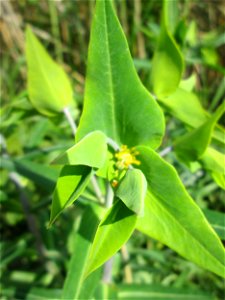 Kreuzblättrige Wolfsmilch (Euphorbia lathyris) im Landschaftsschutzgebiet „Hockenheimer Rheinbogen“ - ursprünglich aus Asien