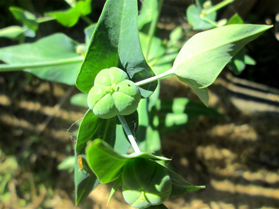 Kreuzblättrige Wolfsmilch (Euphorbia lathyris) am Halberg-Klinikum in Brebach-Fechingen